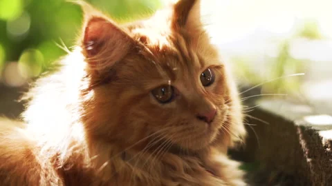 Portrait of beautiful ginger cat lying on the ground at the front garden Stock-Footage 164475312