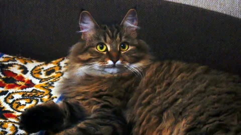 Portrait of a beautiful gray cat in a dark room Video stock 85582980