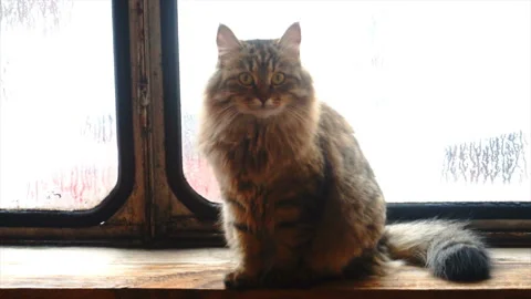 Portrait of a beautiful gray cat Stock Footage 85584267