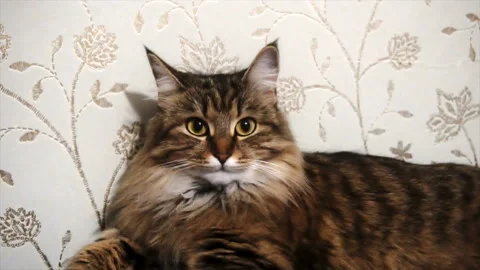 Portrait of a beautiful gray cat Stock Footage 85604948