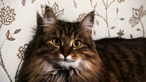 Portrait of a beautiful gray cat Stock Footage 85605377