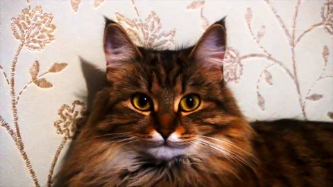 Portrait of a beautiful gray cat Stock Footage 85605837