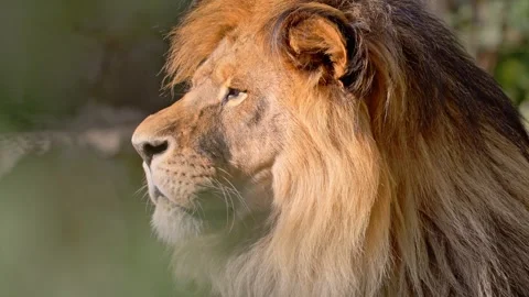 Portrait of a Beautiful lion looking away. 4K Slow motion video. Vídeo Stock 278535552
