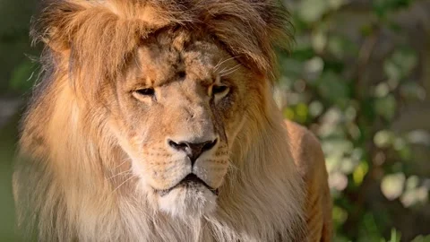 Portrait of a Beautiful lion resting in the sunlight. 4K Slow motion video. Vídeo Stock 278535708