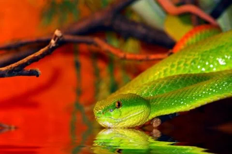 Portrait of beautiful lizard Stock Photos