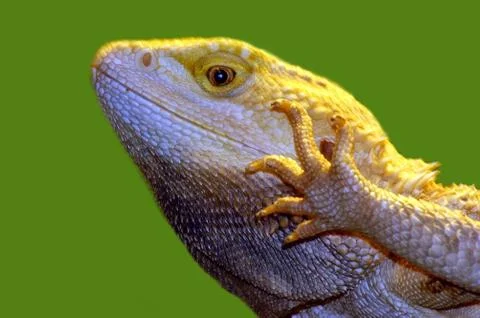Portrait of beautiful lizard Stock Photos