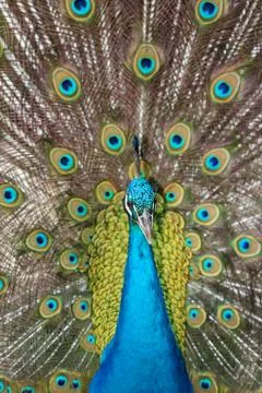Portrait of beautiful peacock with feathers out Stock Photos