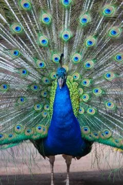 Portrait of beautiful peacock with feathers out Stock Photos