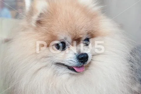 Portrait of a beautiful Pomeranian before the haircut in the salon. Stock Photos