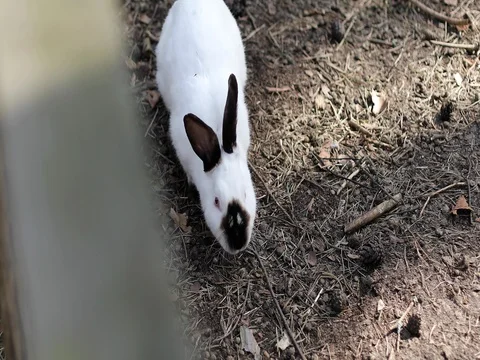 Portrait of a beautiful rabbit on a farm. Stock Footage 75951287