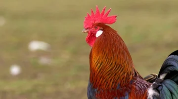 Portrait of beautiful rooster Video stock 85902255