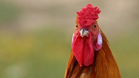 Portrait of a beautiful rooster Video stock 104457668