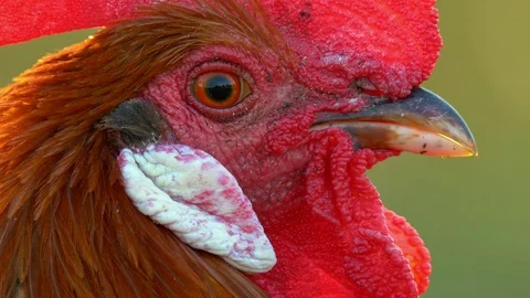 Portrait of a beautiful rooster Video stock 104458004
