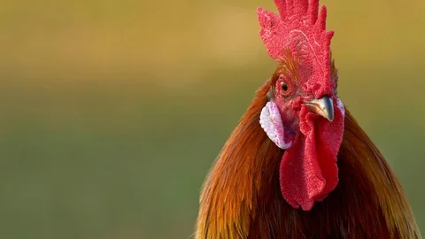 Portrait of a beautiful rooster Vídeo Stock 104458096
