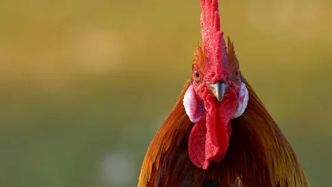 Portrait of a beautiful rooster 스톡 동영상 104458165
