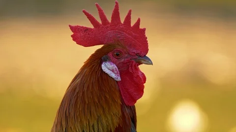 Portrait of a beautiful rooster Vídeo Stock 104458177
