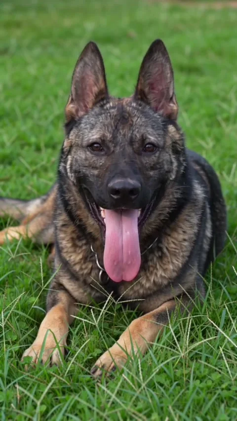 Portrait of a beautiful sable german shepherd dog lying on green grass Stock Footage 336033368