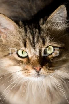 Portrait of a beautiful siberian cat Stock Photos