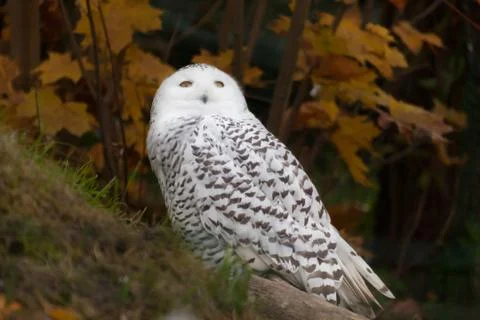 Portrait of a beautiful snow owl Stock Photos