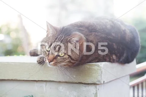 Portrait of a beautiful striped cat outdoor Stock Photos