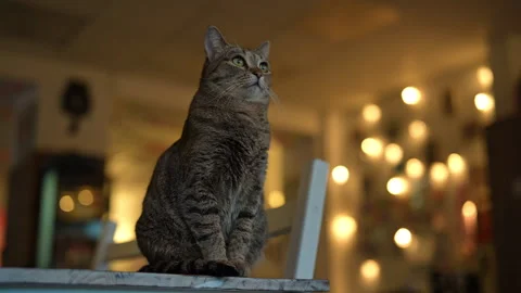Portrait of beautiful tabby cat sitting on chair indoors, looking around 動画素材 342740723