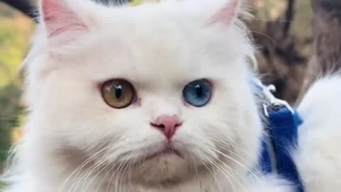 Portrait of a Beautiful White Fluffy Cat with Blue and Gold Eyes Vidéo 339304452