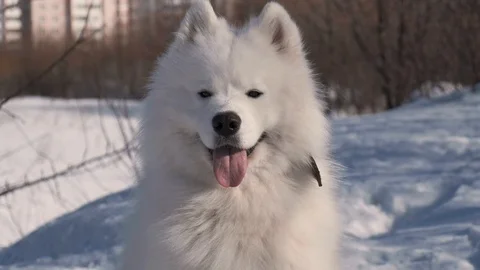 Portrait beautiful white samoyed dog in winter park, slow motion Stock Footage