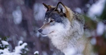 Portrait of beautiful wolf walking away in frosty forest Stock Footage 86129644