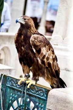 Portrait of a beautifull eagle Stock Photos