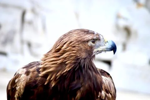 Portrait of a beautifull eagle 스톡 사진