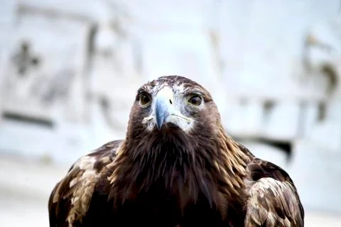 Portrait of a beautifull eagle 스톡 사진