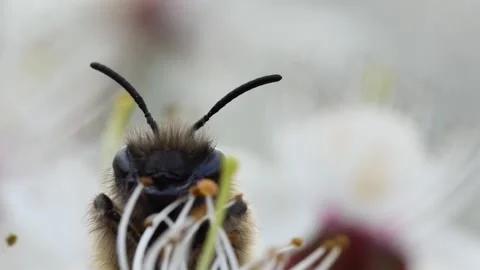 Portrait of a bee on a blooming white fruit tree flower Vídeos de archivo 238374970