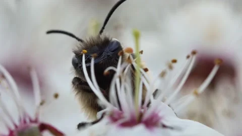 Portrait of a bee on a blossoming fruit tree flower Vídeos de archivo 238375030