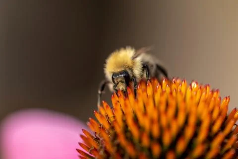 A portrait of a bee sitting on the stencils of an euchinacea purpurea collect Stock Photos