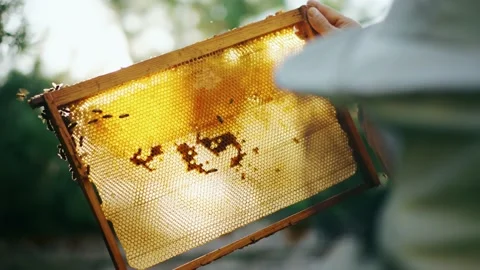 Portrait of a beekeeper working with an open bee hive holding a frame with honey Stock Footage 223958274