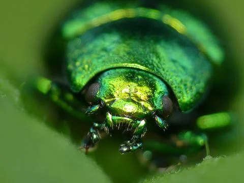 Portrait of a beetle Stock Photos