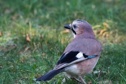 A portrait from behind of a Eurasian jay or garrulus glandarius bird search.. Stock Photos