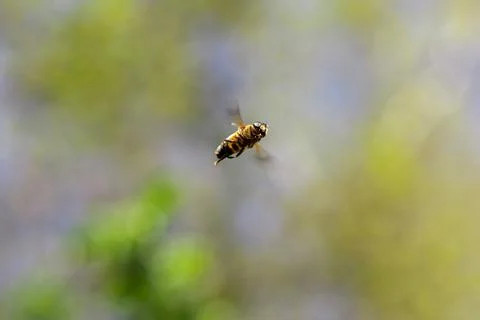 A portrait from below of a common drone fly hovering or eristalis tenax in mi Stock Photos