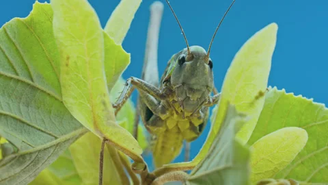 Portrait from below of wart-biter on lime tree branch covered with vivid Stock Footage 340055054