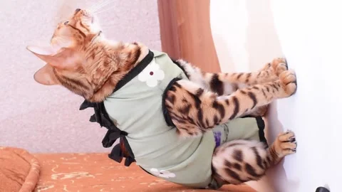 Portrait of bengal cat after steralization in postoperative bandage. Feline Stock Footage 240136744