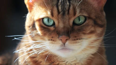Portrait of bengal cat. Closeup Stock Footage 288525677