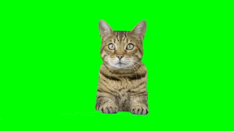 Portrait of Bengal cat looking at camera on green screen isolated chroma key Stock Footage 254629194