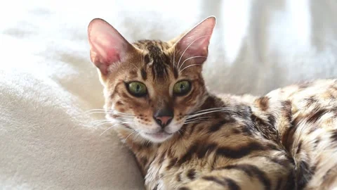 Portrait of bengal cat watching camera, horizontal 4k footage Stock Footage 244059895
