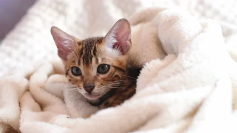 Portrait of bengal kitten covered in white blanket, cute cat has a rest.Horizont Stock Footage 228720974