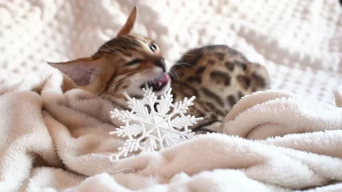 Portrait of bengal kitten covered in white blanket and plays with snowflake toy, Stock Footage 228720976
