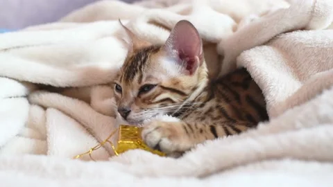Portrait of bengal kitten  with present box covered in white blanket, horizontal Stock Footage 228720977