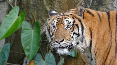 Portrait of a Bengal tiger. Stock-Footage 58773773
