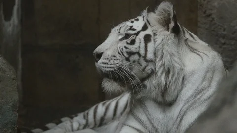 Portrait of bengal tiger Stock Footage 90213368