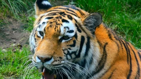 Portrait of Bengal Tiger Looking at Camera and Yawning. Slow Motio Video Stock Footage 308957099