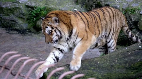 Portrait of a bengal tiger sharpening the claws Video stock 66203684